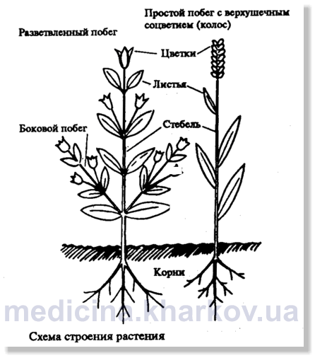 Лабораторная работа морфологические особенности растений различных видов